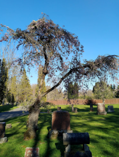 A weeping tree with purple blossoms stands in a cemetery, surrounded by gravestones and green grass under a clear blue sky.