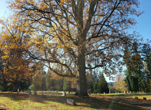 A large tree with autumn leaves stands in a cemetery, surrounded by gravestones and greenery under a clear blue sky.