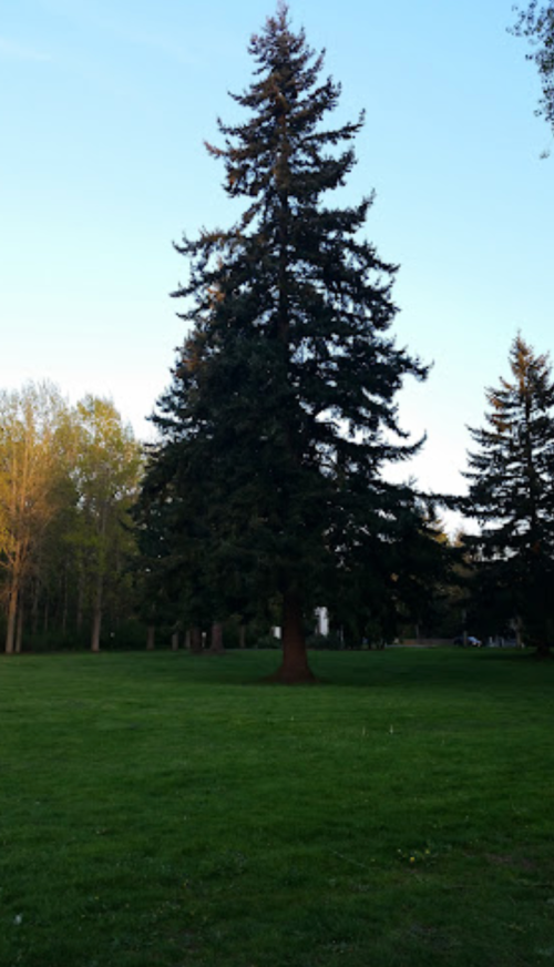 A tall evergreen tree stands alone in a grassy field, surrounded by other trees and a clear blue sky.