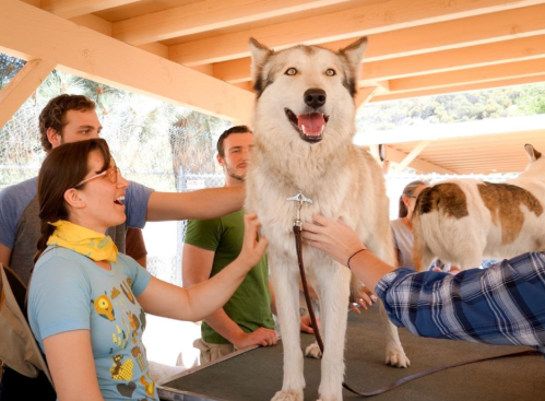A happy dog stands on a table surrounded by people, some petting it, in a sunny outdoor setting.