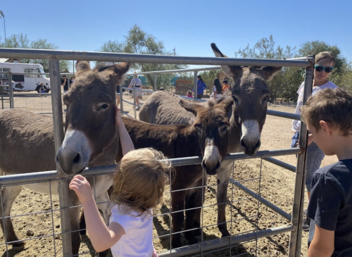 A child interacts with donkeys in a pen, while another child and an adult watch nearby under a clear blue sky.