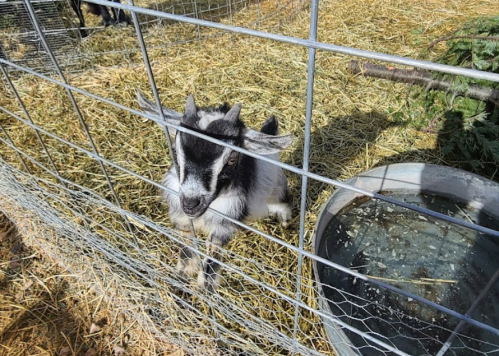 A playful goat jumps near a fence in a straw-filled enclosure, with a water trough visible nearby.