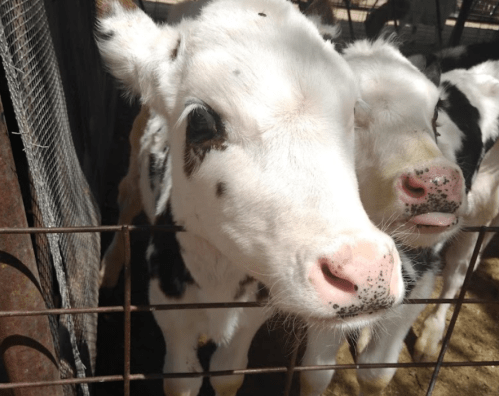 Two curious black and white calves peering through a fence in a barn.