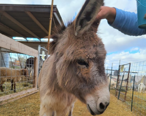 A close-up of a donkey being gently petted by a person, with a barn and other animals in the background.