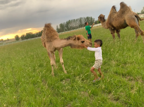 A child interacts with a camel in a grassy field, with another camel and two people in the background during sunset.