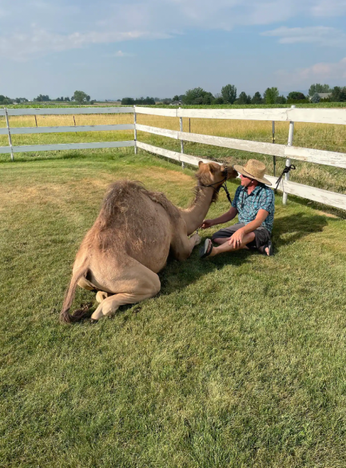 A person in a straw hat sits on the grass next to a relaxed camel, with a fence and fields in the background.