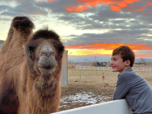 A boy smiles at a camel against a colorful sunset in a rural setting.