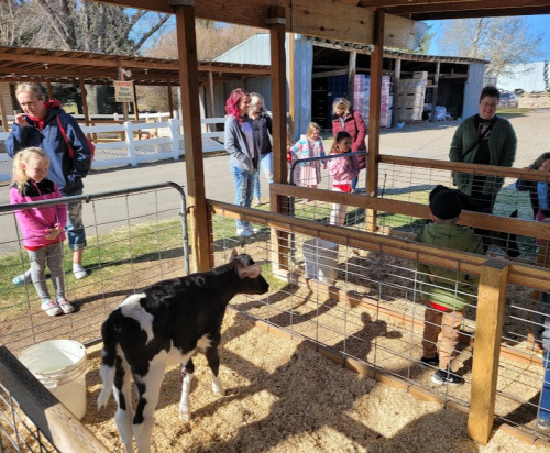 A group of children and adults watch a calf in a pen at a farm, with buildings and trees in the background.