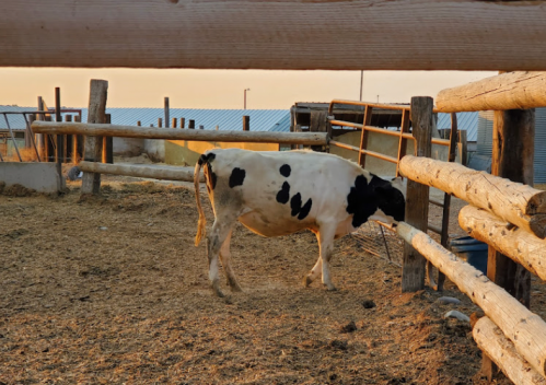 A black and white cow stands in a barn, grazing near wooden fences at sunset.