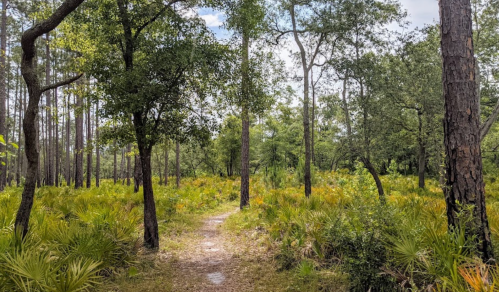 A winding path through a lush green forest with tall trees and vibrant underbrush.