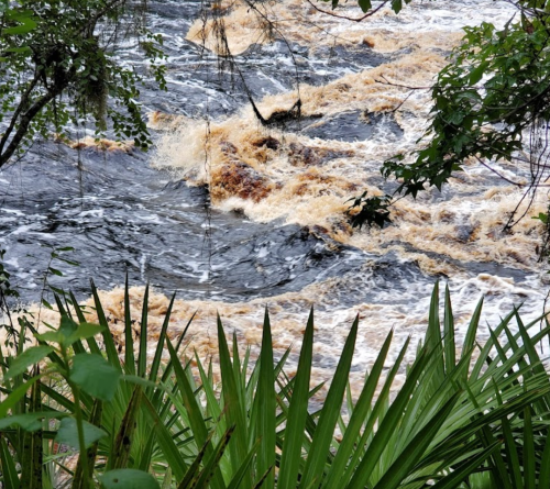 Rushing river water with brown and white foam, surrounded by lush green foliage.