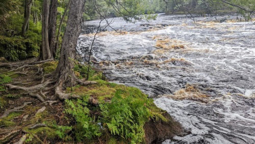 A river flows rapidly past a lush, green bank with trees and ferns, creating a serene natural scene.
