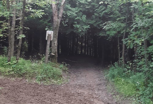 A dirt path leads into a dense, dark forest surrounded by green foliage and trees.