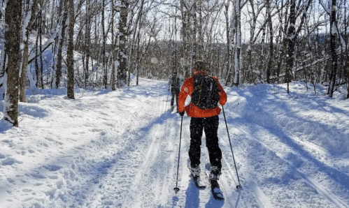 A person skiing on a snowy trail surrounded by trees, with snow gently falling around them.