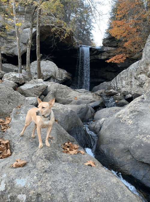 A tan dog stands on rocks near a waterfall, surrounded by autumn foliage and rocky terrain.