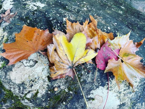 A collection of autumn leaves in various colors resting on a textured rock surface.