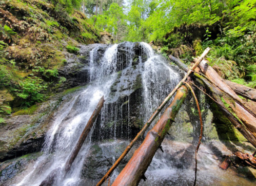A serene waterfall cascading over rocks, surrounded by lush greenery and fallen logs.