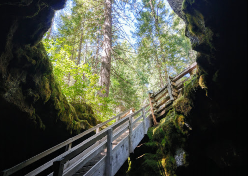 A wooden bridge leads through a mossy cave, surrounded by tall trees and bright green foliage above.