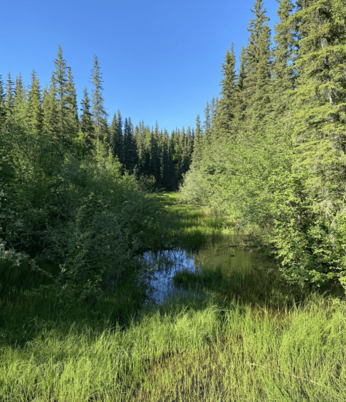 Lush green forest with tall trees and a small pond surrounded by grass under a clear blue sky.