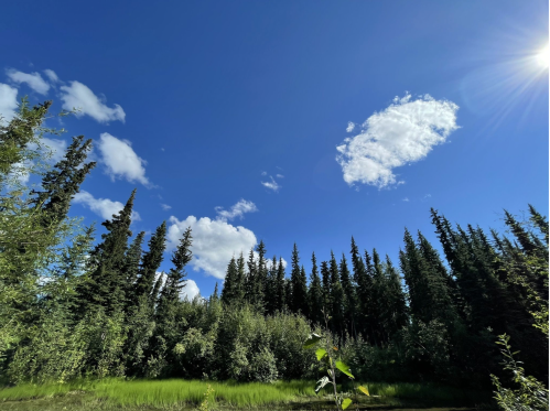 A clear blue sky with fluffy clouds above a lush green forest of tall trees. Sunlight shines brightly.