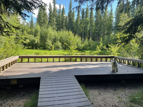 A wooden platform by a serene pond, surrounded by lush greenery, with a dog sitting on the edge.