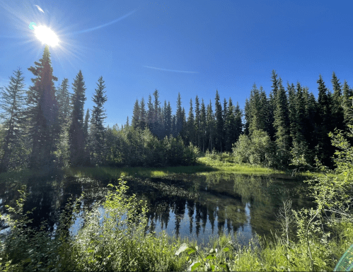 A serene pond surrounded by lush green trees under a bright blue sky with the sun shining.