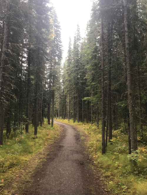 A winding dirt path through a dense forest of tall pine trees, with lush green undergrowth on either side.