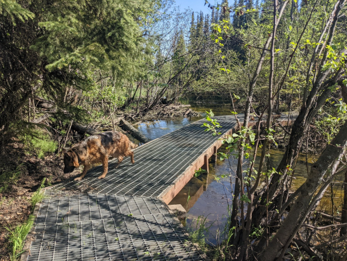 A dog walks along a wooden boardwalk through a lush, green forest near a calm stream.
