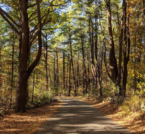 A serene forest path lined with tall trees, showcasing autumn foliage and dappled sunlight.