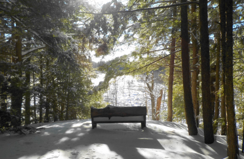 A snow-covered bench surrounded by trees, overlooking a serene winter landscape.