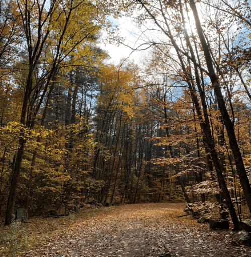 A serene forest path lined with trees displaying vibrant autumn foliage under a bright sky.