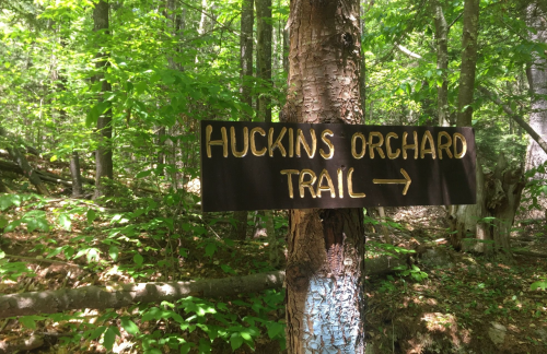 A wooden sign on a tree points to the Huckins Orchard Trail in a lush, green forest.