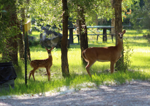 A doe and her fawn stand in a grassy area surrounded by trees, with a picnic table visible in the background.