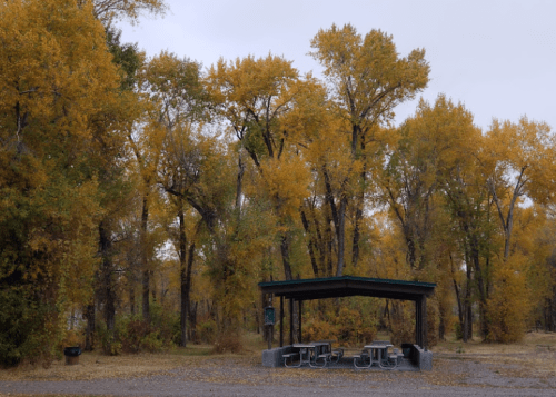 A picnic area with gray tables under a shelter, surrounded by trees with vibrant yellow autumn leaves.