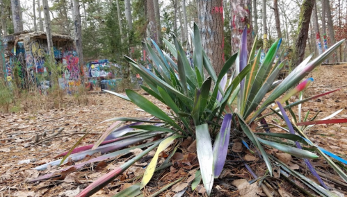 A vibrant plant with colorful leaves in a wooded area, surrounded by trees and graffiti-covered structures in the background.