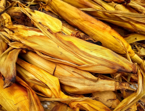 Dried corn husks piled together, showcasing their golden-brown color and textured layers.