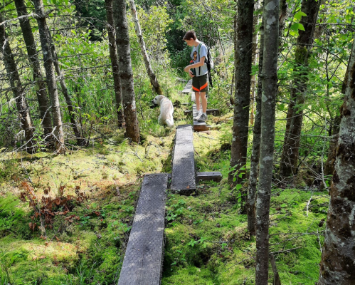 A person stands on a wooden path in a forest, accompanied by a dog, surrounded by lush greenery and trees.