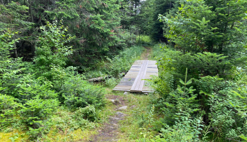 A wooden bridge spans a narrow path through a lush, green forest filled with trees and underbrush.