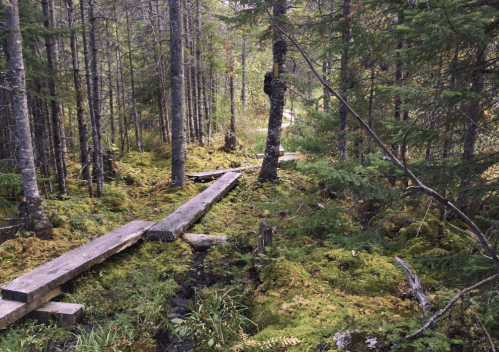 A wooden boardwalk winding through a lush, green forest with tall trees and moss-covered ground.
