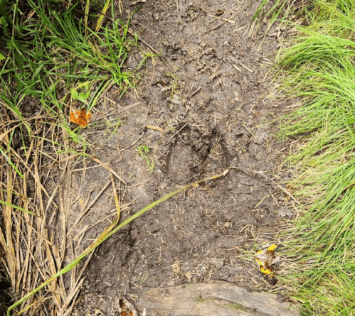 A muddy trail with grass on the sides, showing a clear animal footprint in the center.