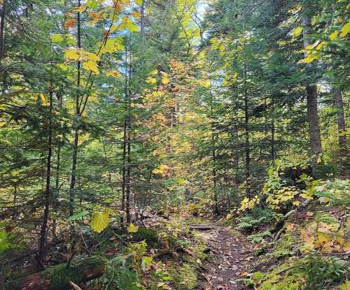 A serene forest path surrounded by trees with vibrant autumn leaves and lush greenery.