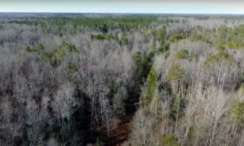 Aerial view of a dense forest with bare trees and patches of green foliage in the background.