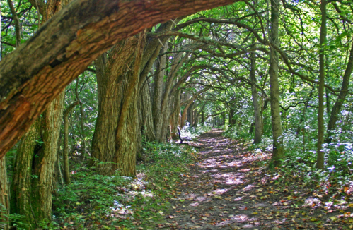 A serene forest path lined with trees, dappled sunlight filtering through the leaves.