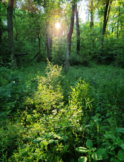 Sunlight filters through lush green trees in a vibrant forest, illuminating a path of tall grass and plants.