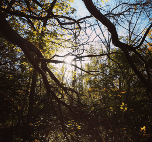 Sunlight filters through dense trees, casting dappled light on a forest scene with twisting branches.
