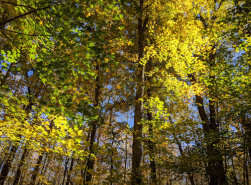 A vibrant forest scene with tall trees displaying bright green and golden autumn leaves against a clear blue sky.