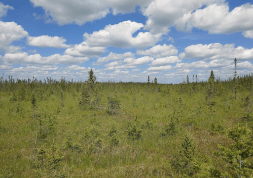 A lush green field with small trees under a bright blue sky filled with fluffy white clouds.