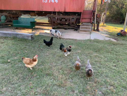 A group of chickens and a pig roam in a grassy area near a red train car.