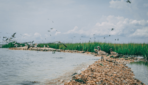 Two birds stand on a rocky shoreline, with water and grassy areas under a cloudy sky filled with flying birds.