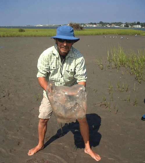 A man in a blue hat and plaid shirt holds a large jellyfish on a sandy shore with grass and water in the background.